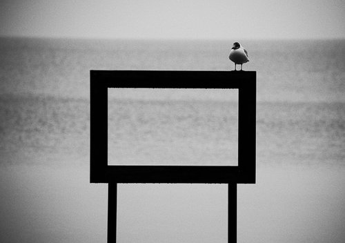 Solitary Gull by Charles Brabin