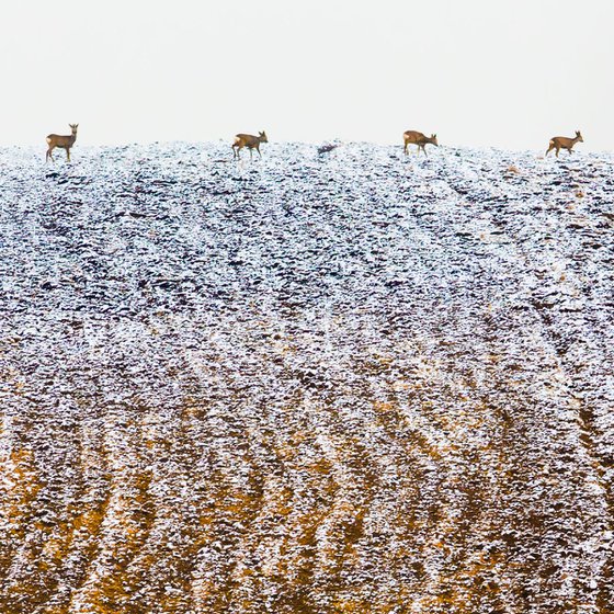 Winter landscape with deers
