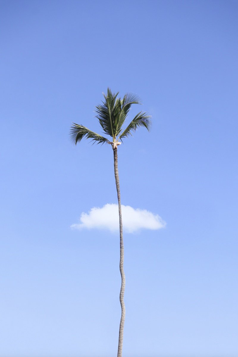 Photorealistic Photograph , Lonely Palm By Marcus Cederberg, 20 X 28, Artwork For Sale On Artfinder