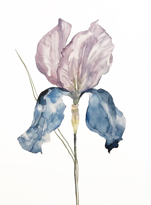 Iris No. 164 by Elizabeth Becker