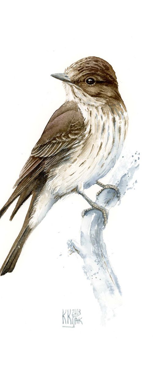 Spotted flycatcher bird by Karolina Kijak