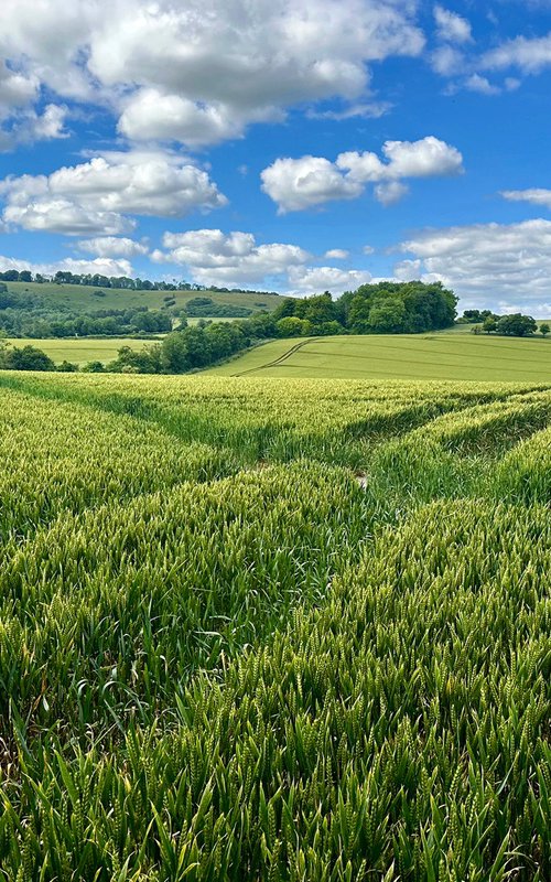 Sea of Wheat by Alex Cassels