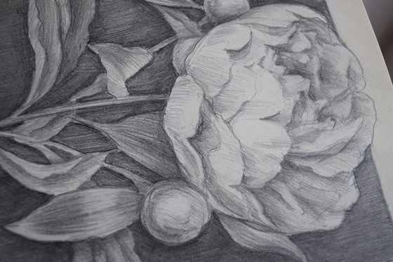 Fragility of a flower - small pencil flower drawing