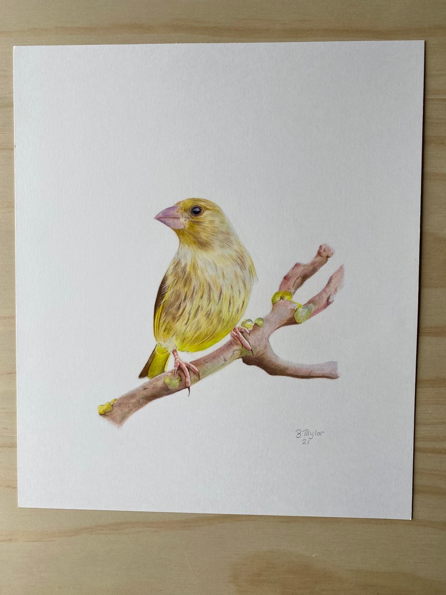 Green finch bird by Bethany Taylor