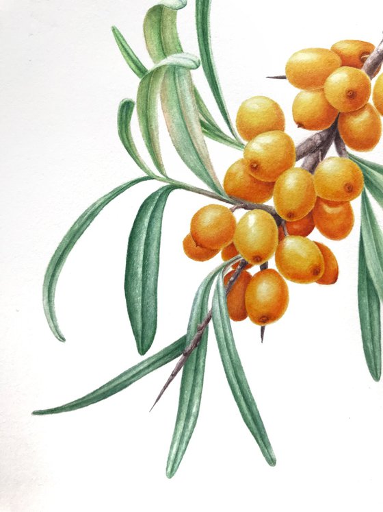 Sea Buckthorn