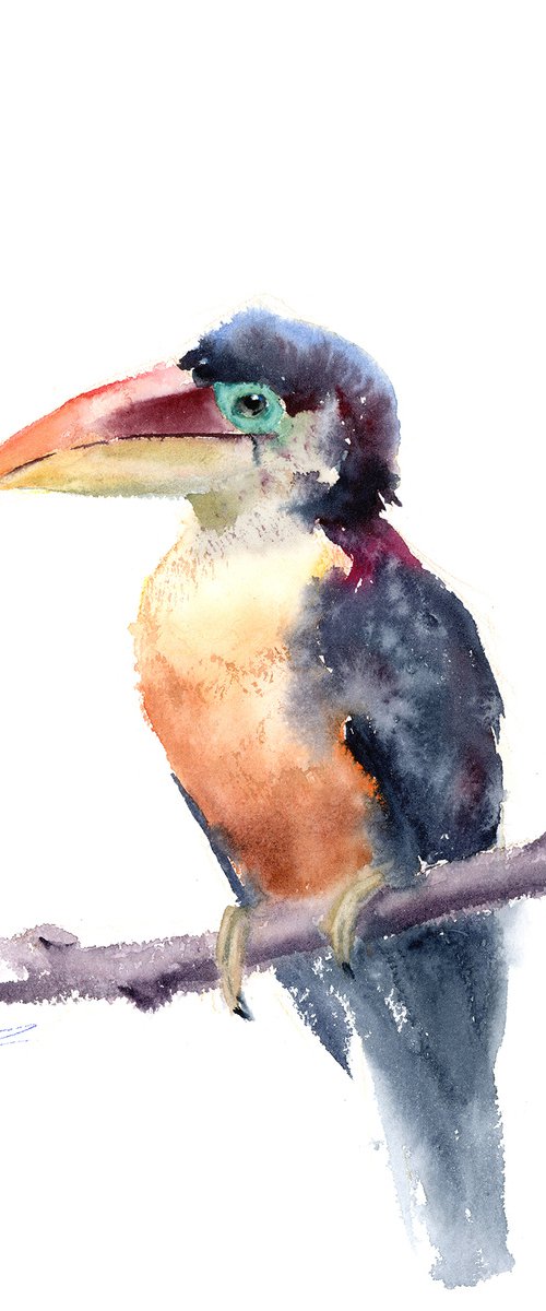 Toucan by Olga Tchefranov (Shefranov)