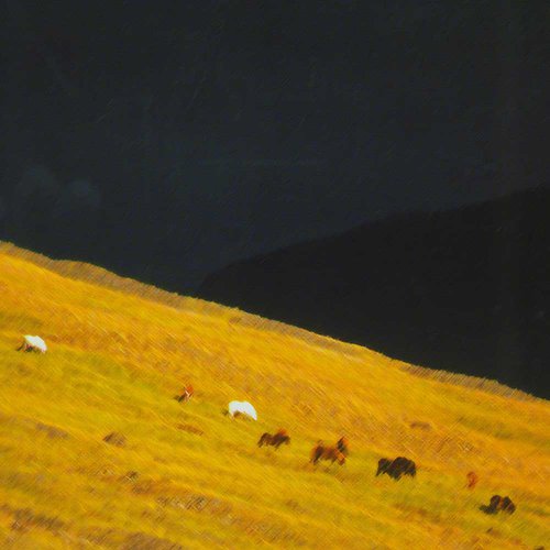 Iceland, Ponies by Kenneth Hay