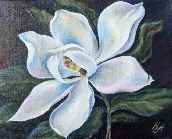 Magnolia flower