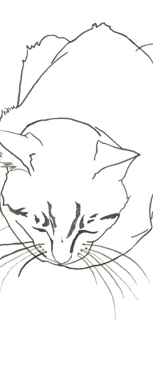 Cat I Animal Drawing by Ricardo Machado