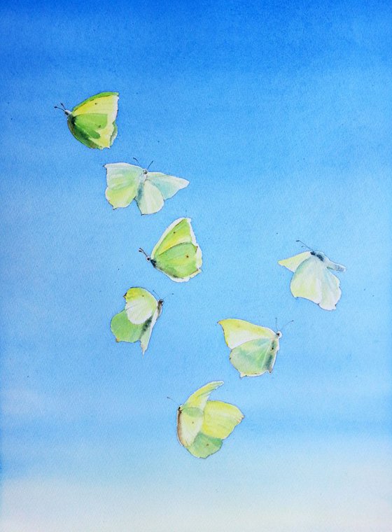 The Dance of the Butterflies - Gonepteryx rhamni - Butterfly -