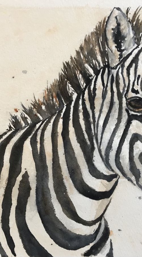 Zebra by Sabrina’s Art