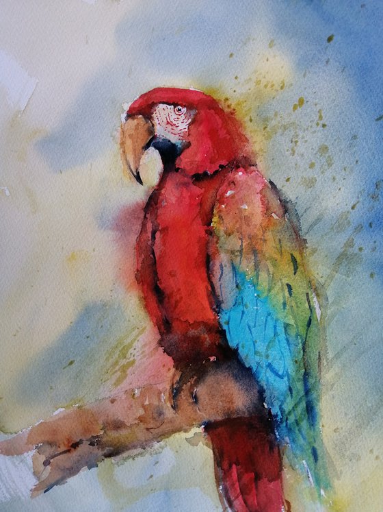 parrot 3