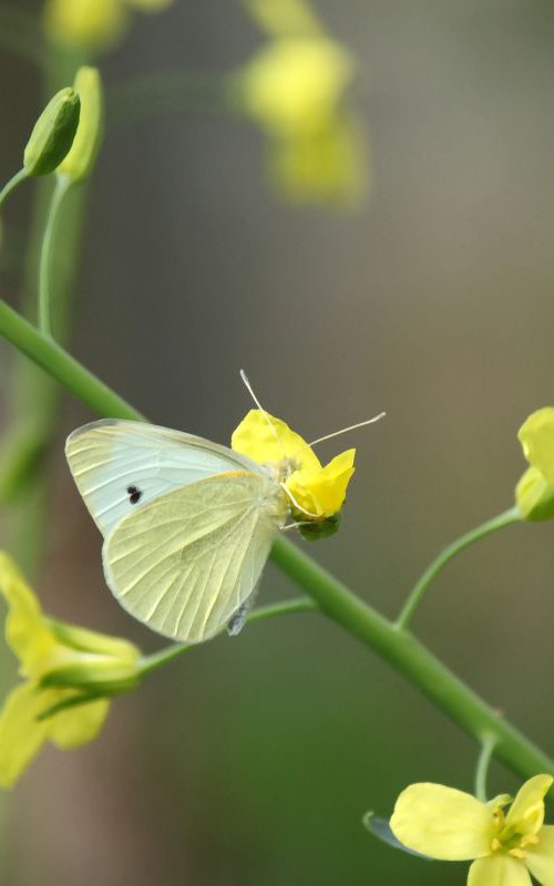 White butterfly by Sonja  Čvorović