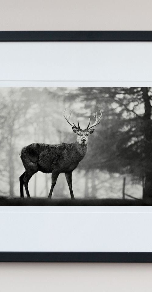 Cheshire Deer by Steve Deer