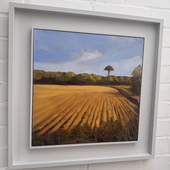 Ploughed Field with Umbrella Pine