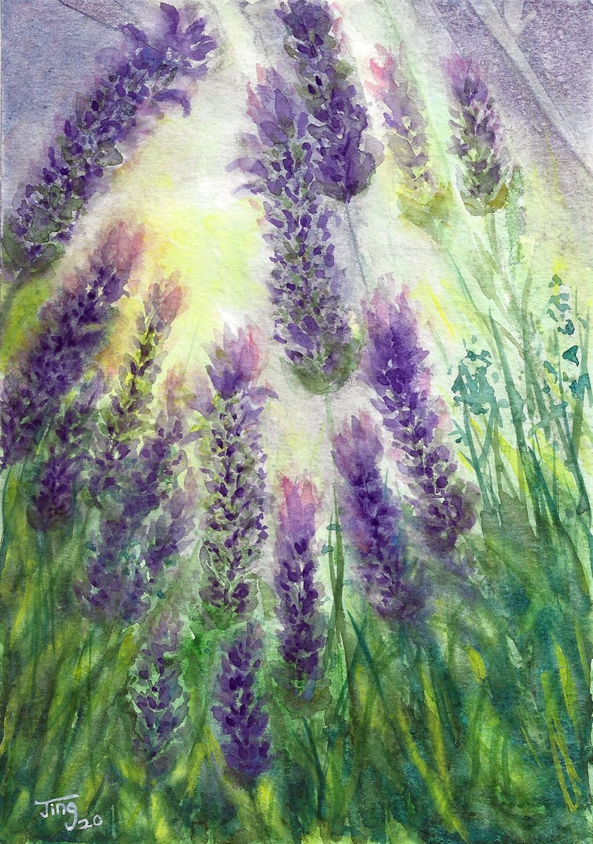 Lavenders by Jing Tian