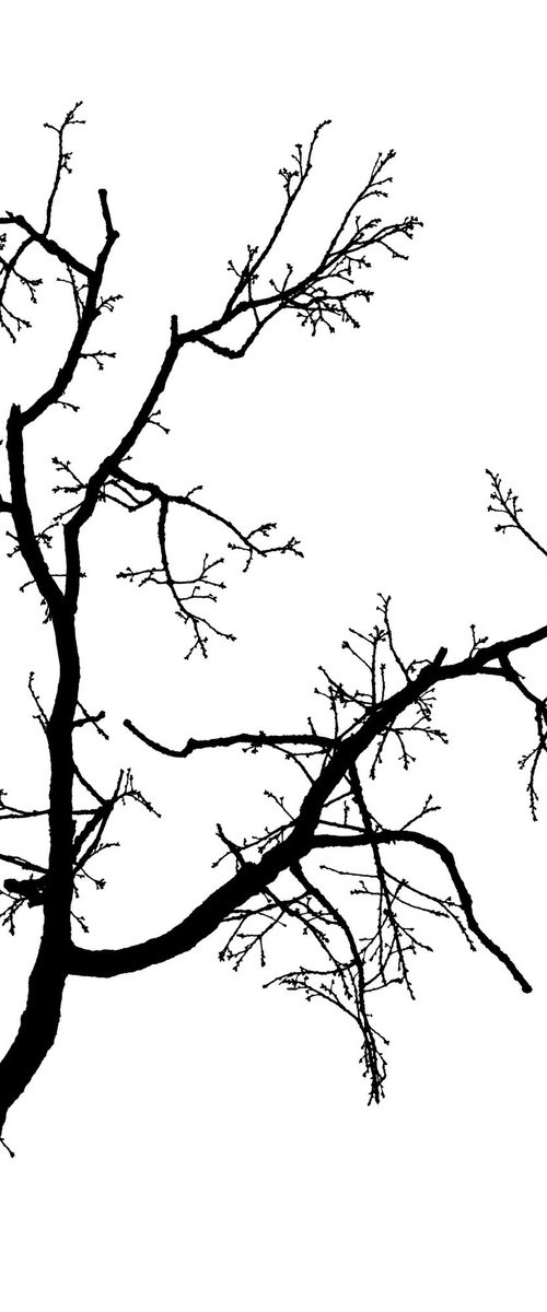 Baum 1 by Dieter Mach