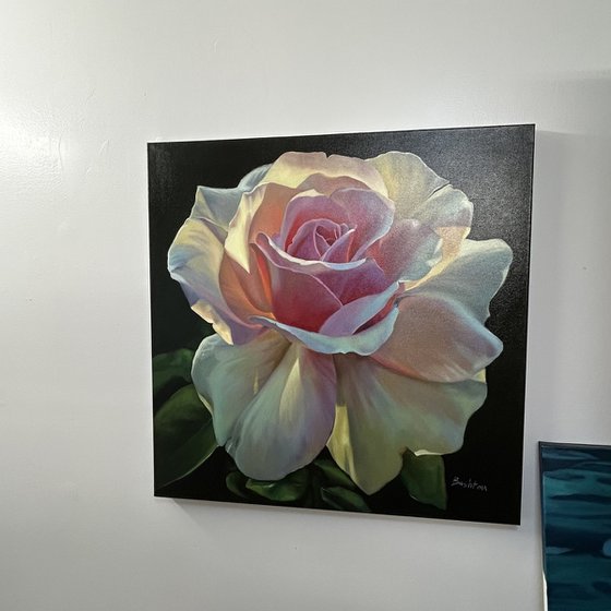 Radiance of the Morning Rose