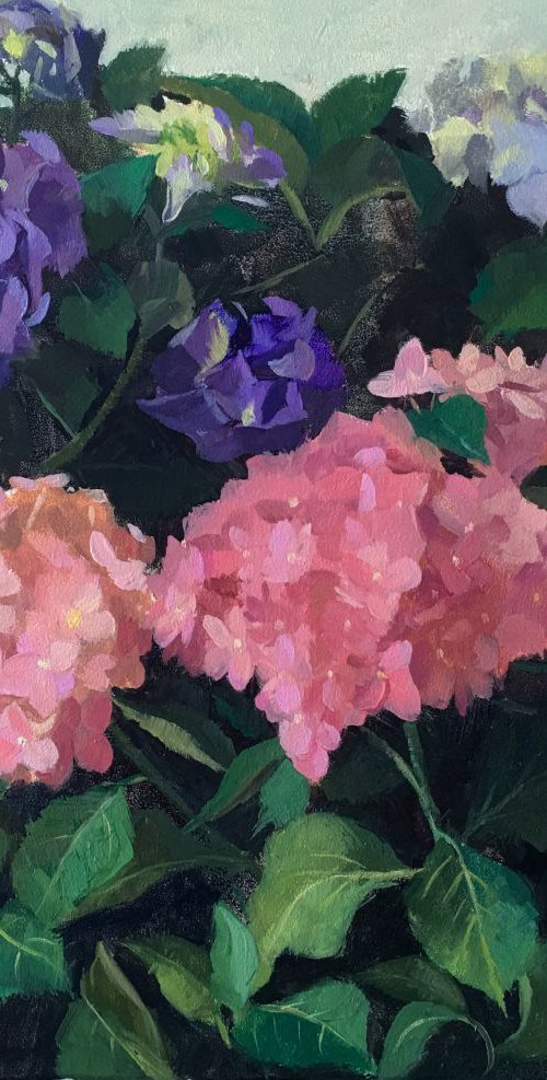 Hydrangeas - 2 by Ling Strube