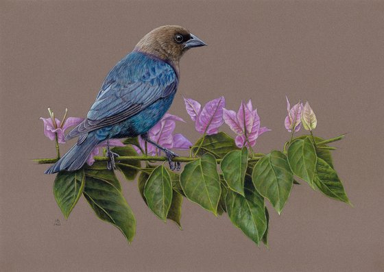 Original pastel drawing bird "Brown-headed cowbird"