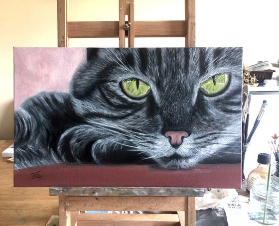 Portrait of lovely grey cat with green eyes