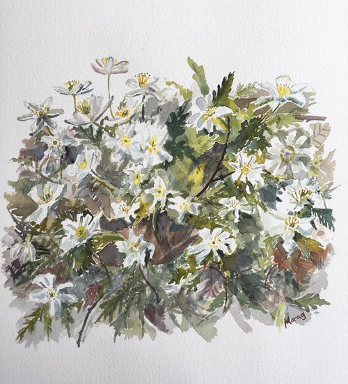 Reaching for the light, Wood Anemones by Morag Paul