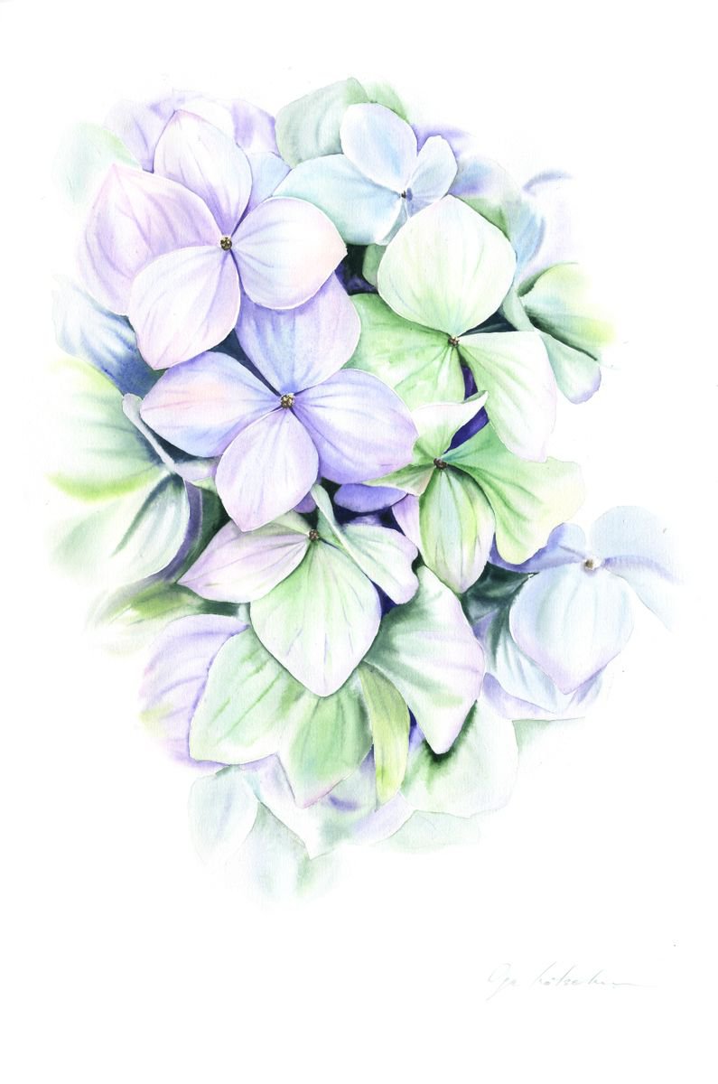 Photorealistic Botanical Watercolour By Olga Koelsch, 12 X 18", Mint Hydrangea, Original Artwork