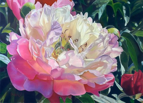 Blooming Peony by Suzana Bulatovic