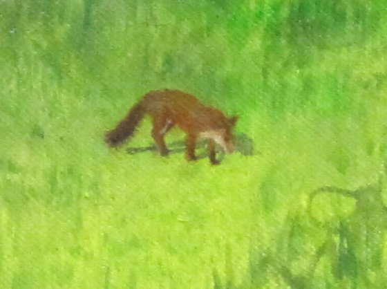 Fox at West Ford Farm