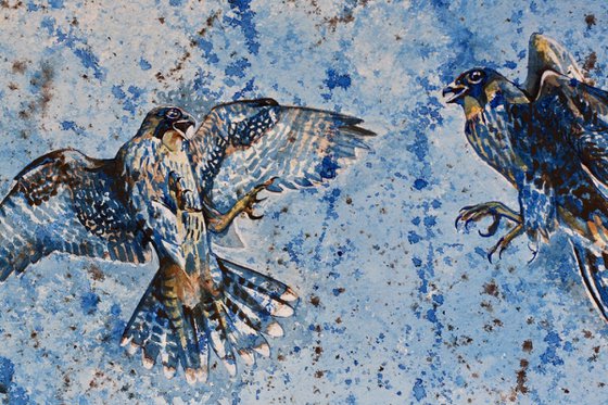 Peregrine Falcon Juveniles