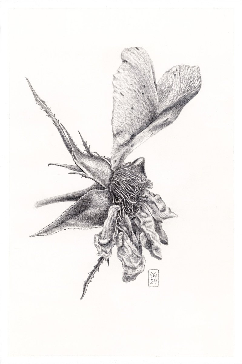 Graphic Botanical Drawing By Yuliia Moiseieva, 7 X 11", Dried Rose, Original Artwork