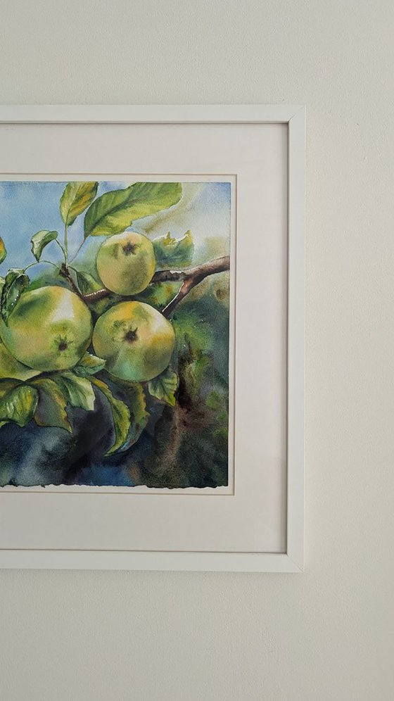 Green apples on the branch