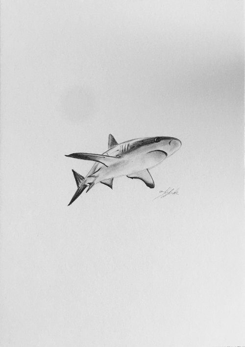 Great white by Amelia Taylor