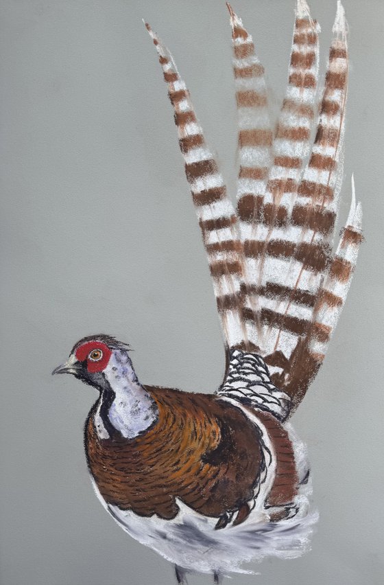 Phaesant Soft Pastel