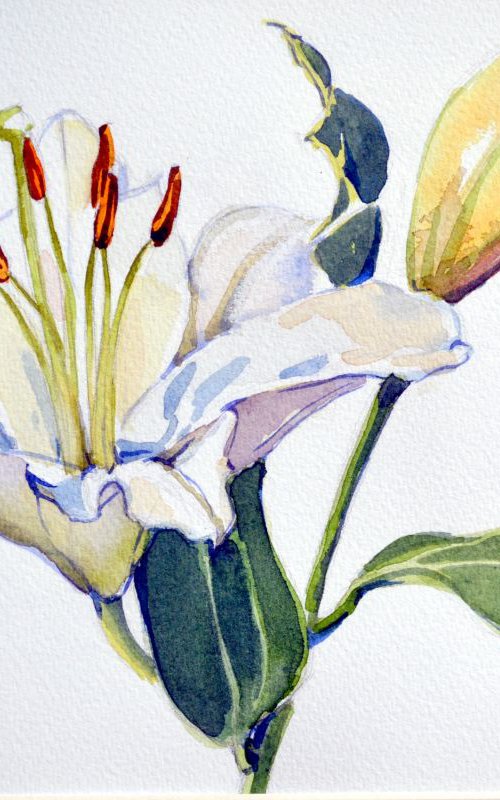 Lily 4 by Irina Ushakova