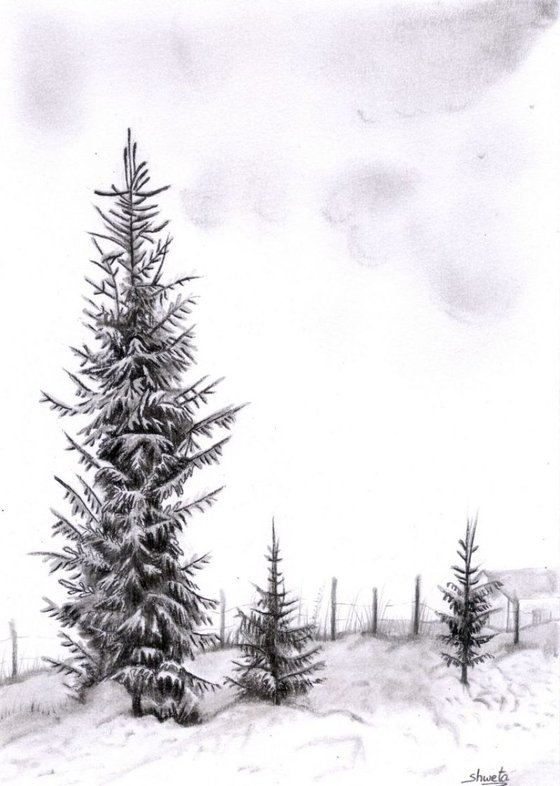 Snow covered Fir tree