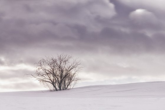 A bush in the snow