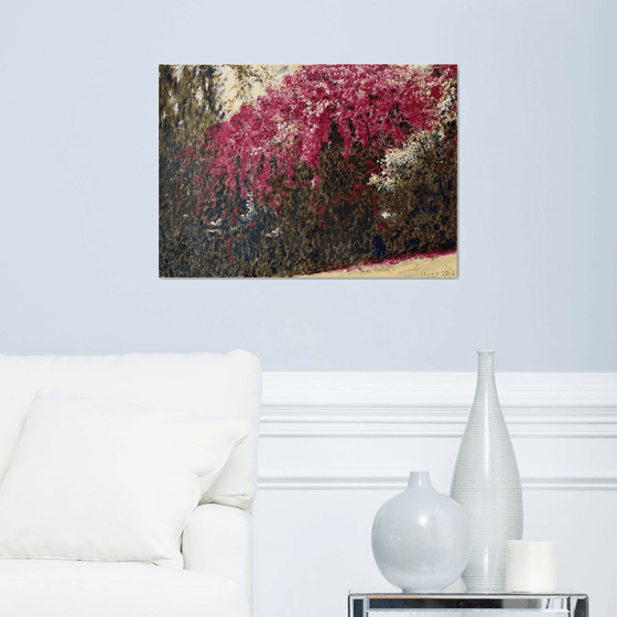 Bougainvillea