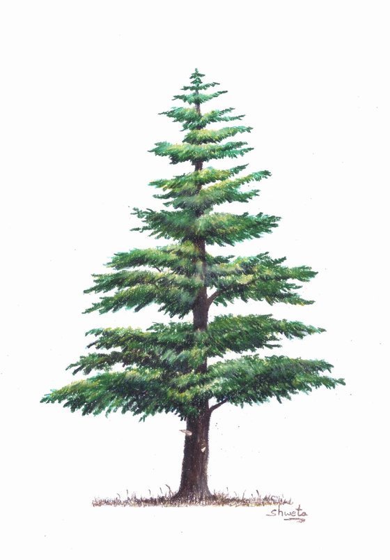 Lebanese Cedar Tree Pencil Drawing Drawing by Shweta Mahajan Artfinder