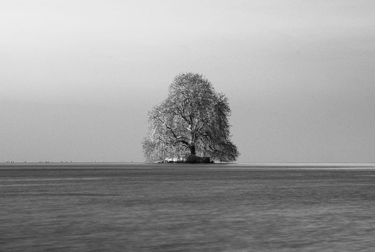 Tree in Lac Leman, Villeneuve, Switzerland by Charles Brabin