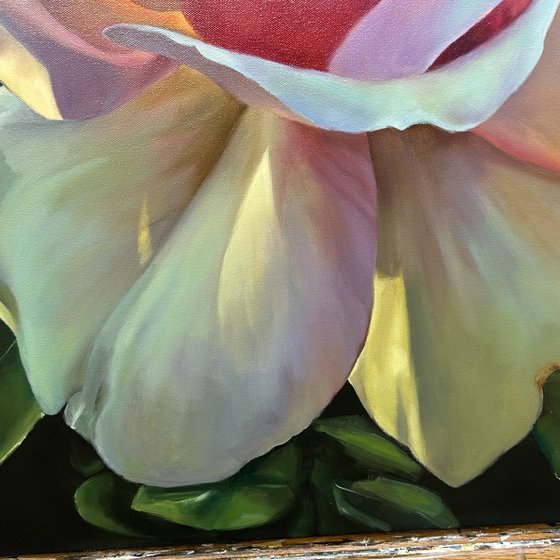 Radiance of the Morning Rose