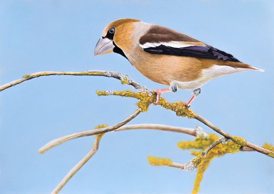 Original pastel drawing "Hawfinch"