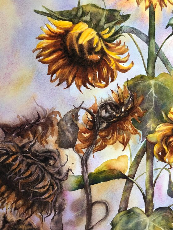 Sunflowers life cycle