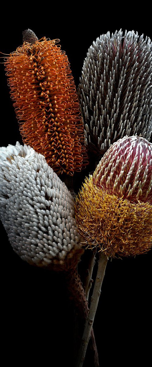 Banksia Bundle by Nadia Culph