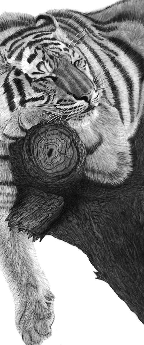 Sleeping Tiger by Paul Stowe