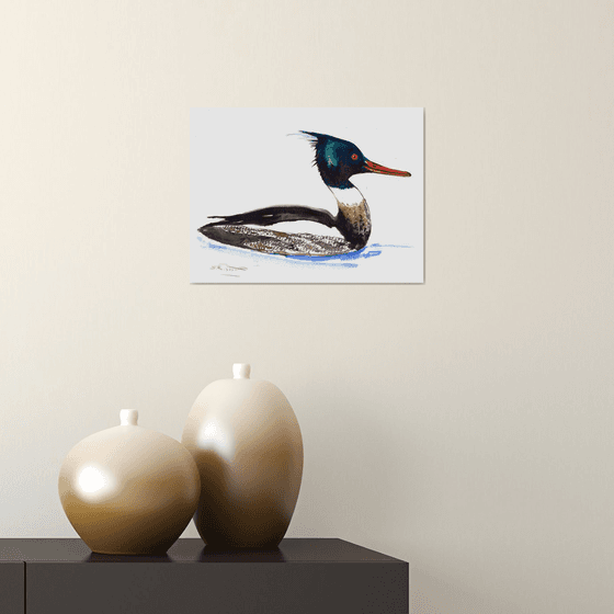 Red breasted Merganser Duck painting