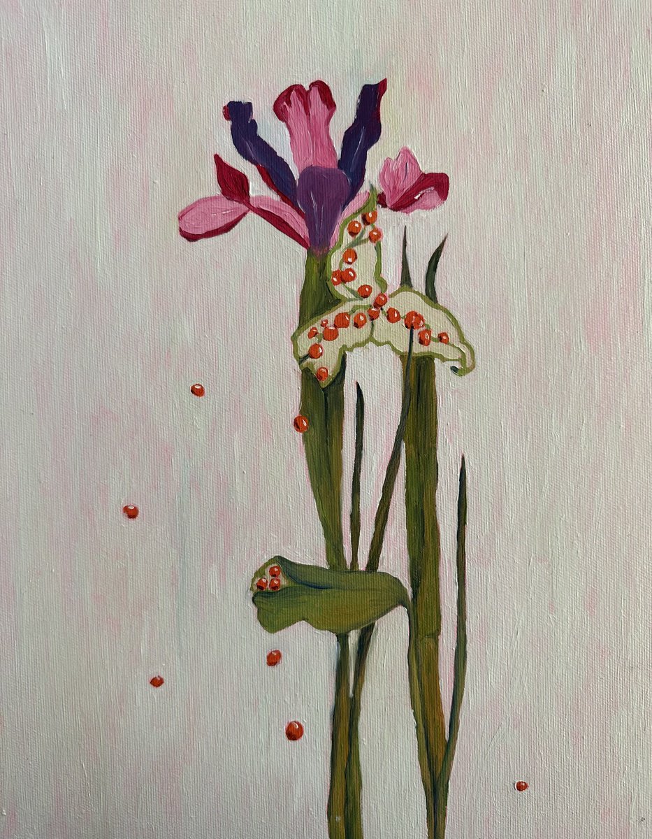 Impressionistic Botanical Oil Painting By Irina Anis, 12 X 16, Magic Of Flowers Pink Irises, Original Artwork