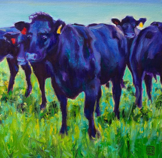 Black Angus Beauties