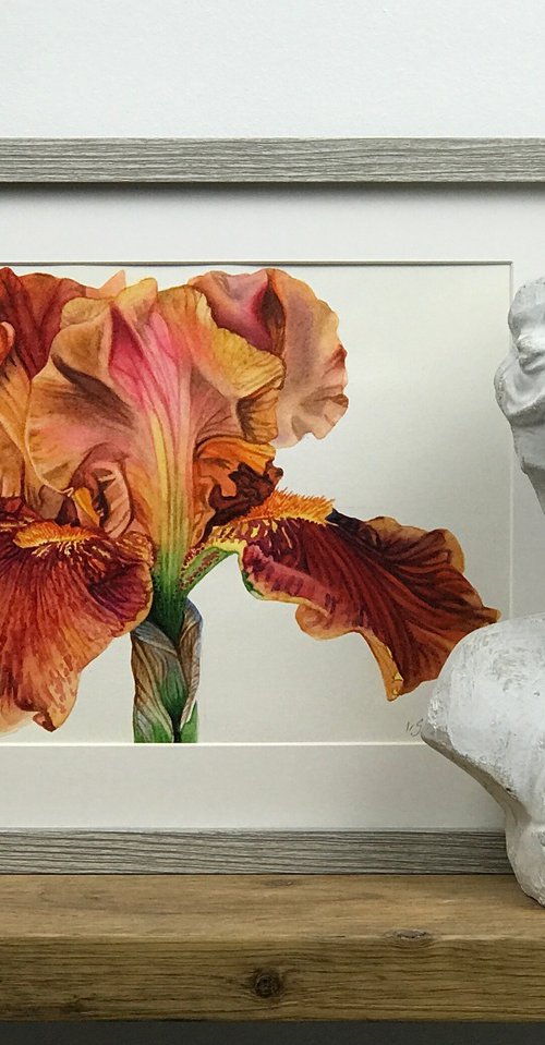 Orange Iris by Irsa Ervin