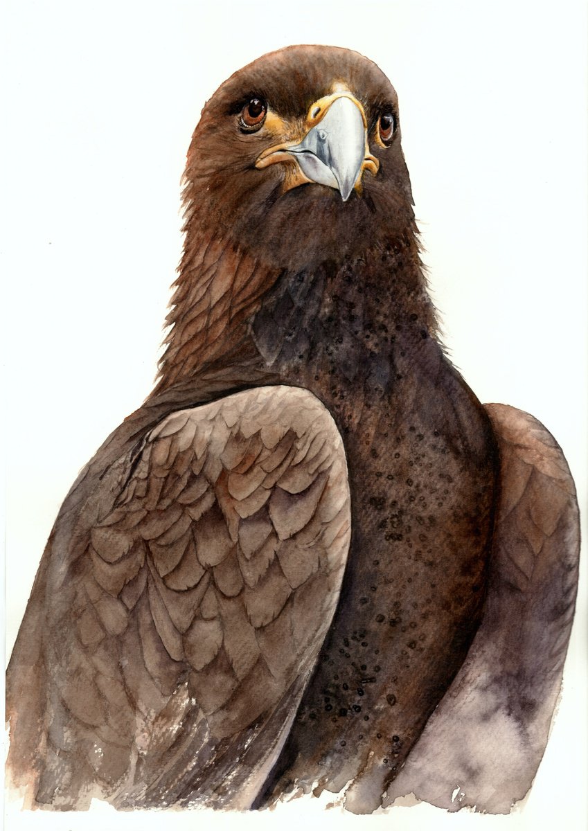 Photorealistic Animal Watercolour By Tetiana Savchenko, 13 X 17", Golden Eagle In Brown Shades, Original Artwork
